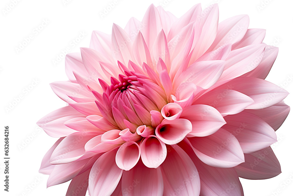 photorealistic close-up of a pink dahlia on white background isolated PNG photorealistic close-up of a pink dahlia on white background isolated PNG