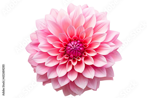 photorealistic close-up of a pink dahlia on white background isolated PNG