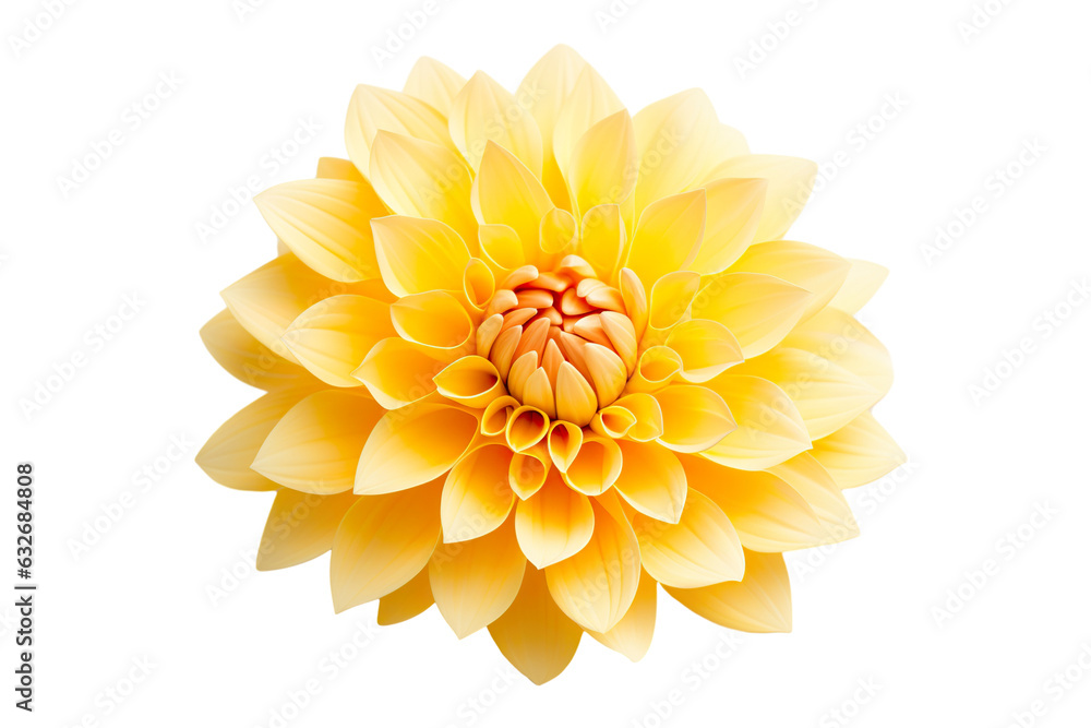 photorealistic close-up of a yellow dahlia on white background isolated PNG