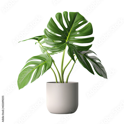 Monstera deliciosa leaf plant in a gray pot with a neat appearance.