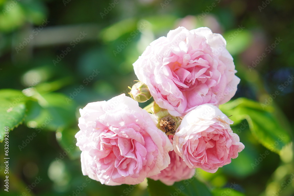 バラ園で咲いていた薄いピンク色のバラ