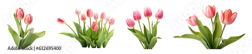 Tulip flowers are set transparent background. Tulips flowers png bundle #632695400