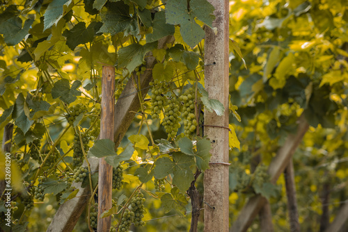 Detail of ripe grapes in dolenjska region of Slovenia, with visible round thick grapes on home built and grown wineyard. photo