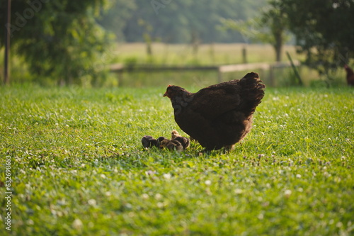 Baby chickens with their mother hen on a small farm in Ontario, Canada. photo