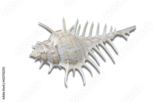 Murex scolopax sea snail also called Woodcock murex or False Venus Comb  isolated on transparent or white background  png