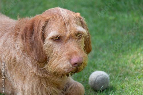 Portrait picture of a Wired Haired Vizsla with a tennis ball