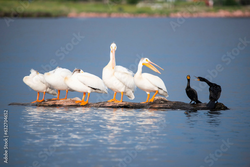 American white pelicans and black cormorants resting on floating log in Colorado, USA