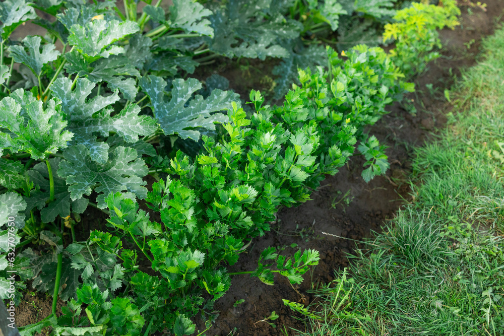 Close up of celery plantation, leaf vegetable in the vegetable garden, view from above, selective focus. High quality photo Close up of celery plantation, leaf vegetable in the vegetable garden, view from above, selective focus. High quality photo