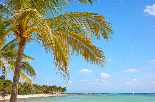 Fototapeta Naklejka Na Ścianę i Meble -  Coconut palm trees at a tropical beach, Yucatan Peninsula, Mexico.