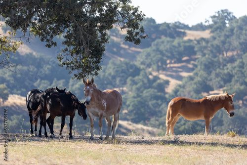 Mules and Horses on California Ranch © Dylan