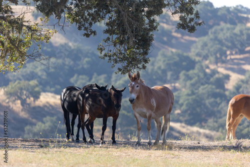 Mule and Herd of Horses on Ranch © Dylan