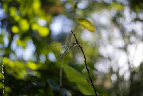 Dragonfly in the forest