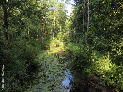 Bilde på lerret Łutownia River (Białowieża, Hajnówka County, Podlasie Province, Poland)