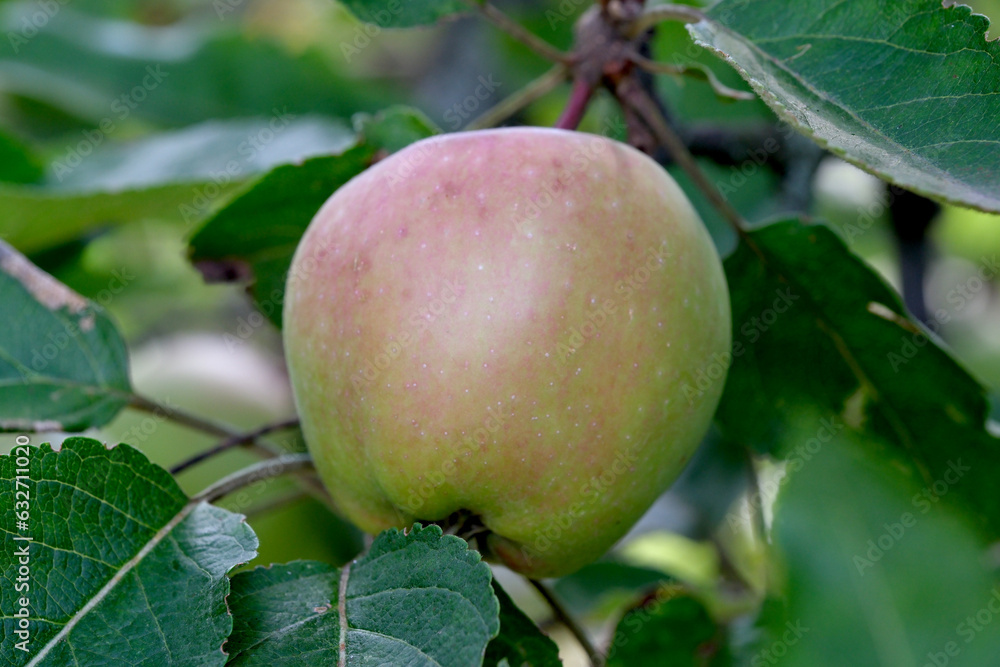 Apples ripen on a branch