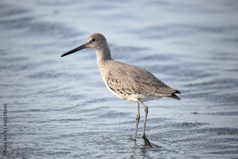 Wading Sandpiper Bird Wading Sandpiper Bird