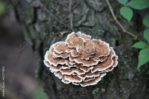 Turkey tail mushroom on a log
