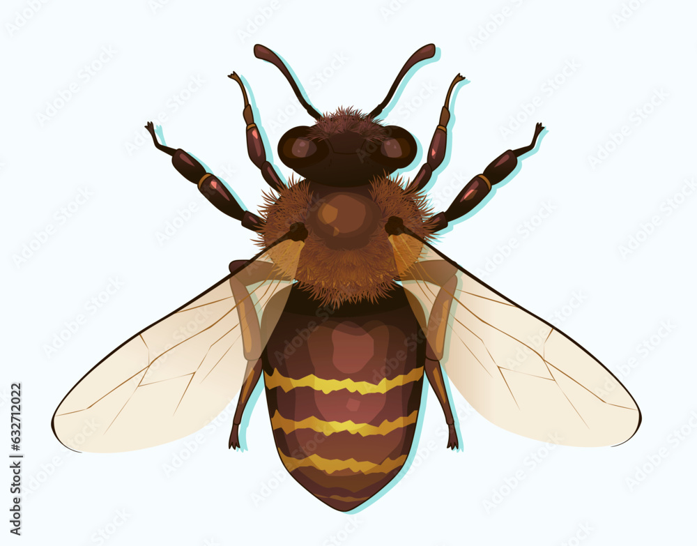 Honey Bee. Top View. Vector Illustration. Stock Vector | Adobe Stock