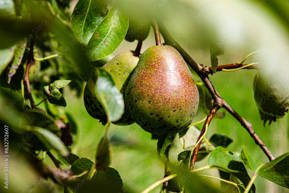 Obraz premium pear on a tree