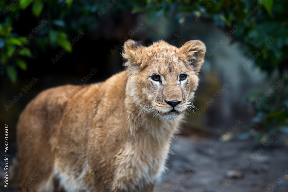 Close Lion cub in savannah of National park of Kenya, Africa Close Lion cub in savannah of National park of Kenya, Africa