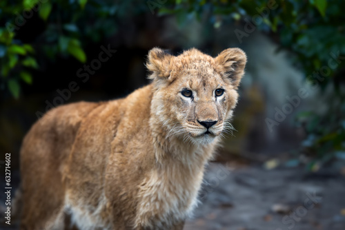 Close Lion cub in savannah of National park of Kenya, Africa