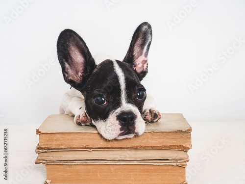 Cute puppy and vintage books. Close-up, isolated background. Studio shot, day light. Concept of care, education, obedience training and raising of pets