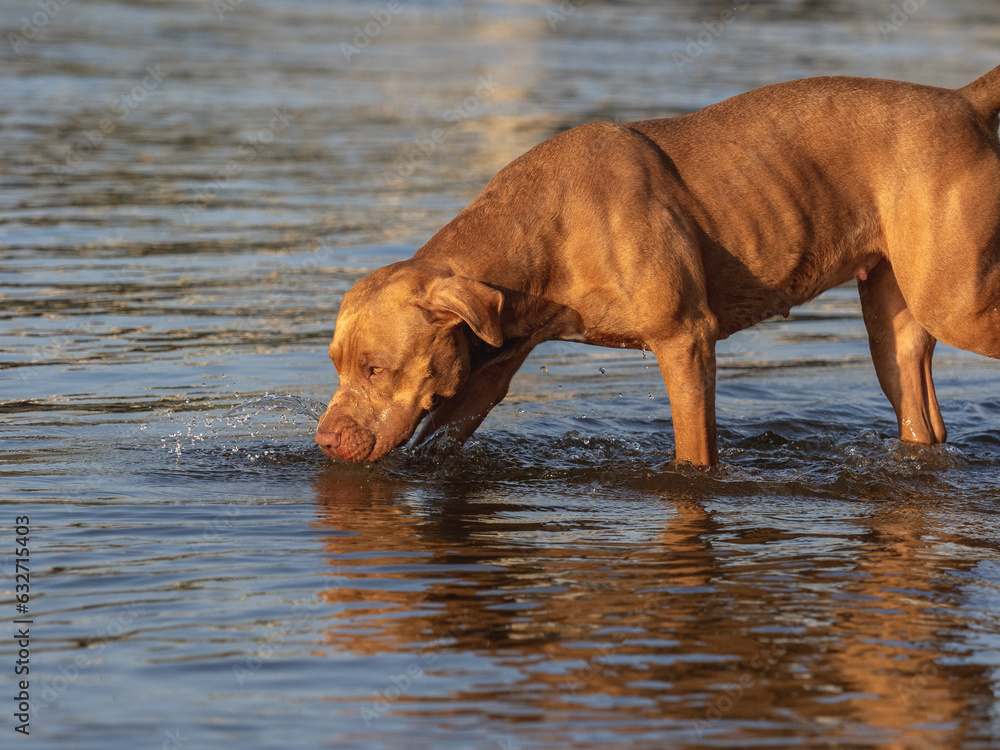 Cute dog swimming in the river on a clear, sunny day. Closeup, outdoors. Day light. Concept of care, education, obedience training and raising pets Cute dog swimming in the river on a clear, sunny day. Closeup, outdoors. Day light. Concept of care, education, obedience training and raising pets