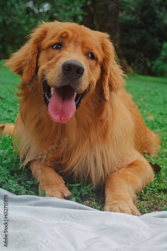 Fototapeta Naklejka Na Ścianę i Meble -  golden retriever puppy