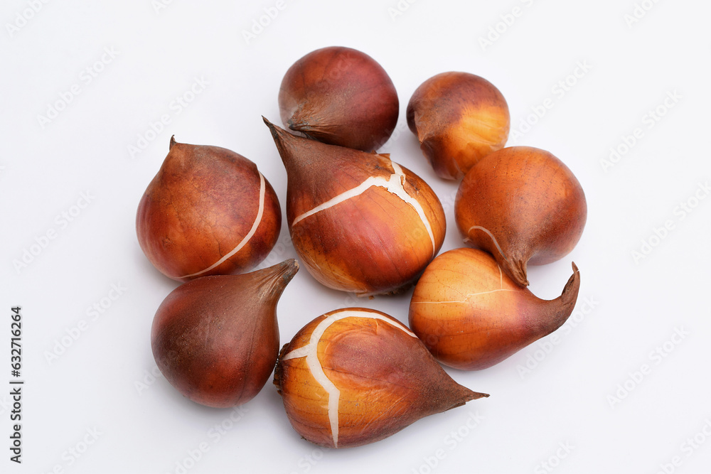 Tulip bulbs on a white background Tulip bulbs on a white background