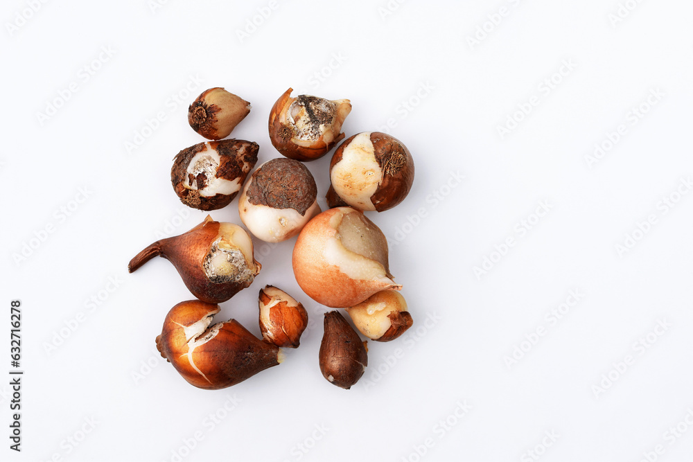Obraz premium Unhealthy looking or damaged tulip bulbs, white background