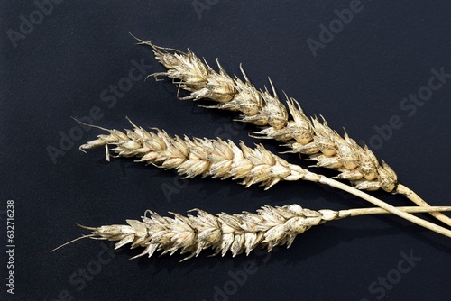 Wheat ears with black (sooty) head mold of wheat, caused by fungi (especially Alternaria spp. and Cladosporium spp.) photo