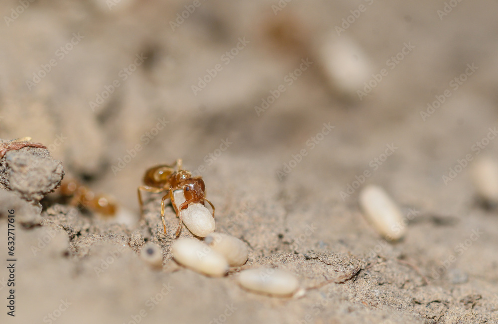 Close-up of ant moving the eggs Close-up of ant moving the eggs