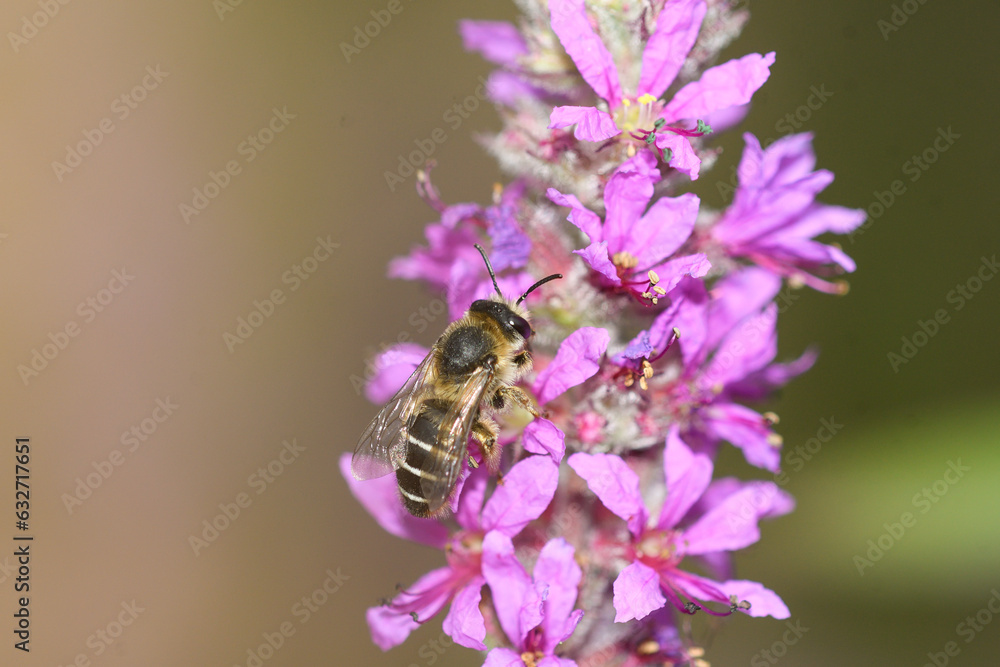 Close-up solitary bee feeding on lythrum salicariaflowers Close-up solitary bee feeding on lythrum salicariaflowers