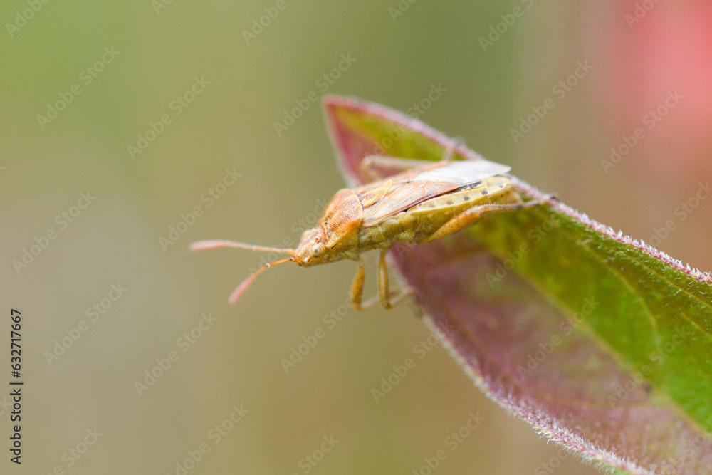 Close up of a stink bug on the leaves of Lythrum salicaria Close up of a stink bug on the leaves of Lythrum salicaria
