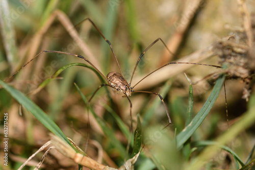 Close-up of a harvestman on the ground
