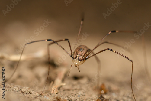Close-up of a harvestman on the ground © roberto
