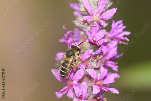 Close-up solitary bee feeding on lythrum salicariaflowers