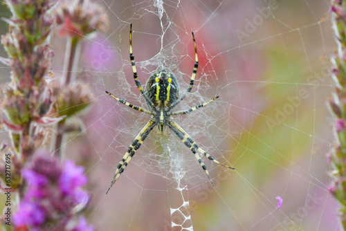 Close-up of a tiger spider on its web amongst Lythrum salicaria plants