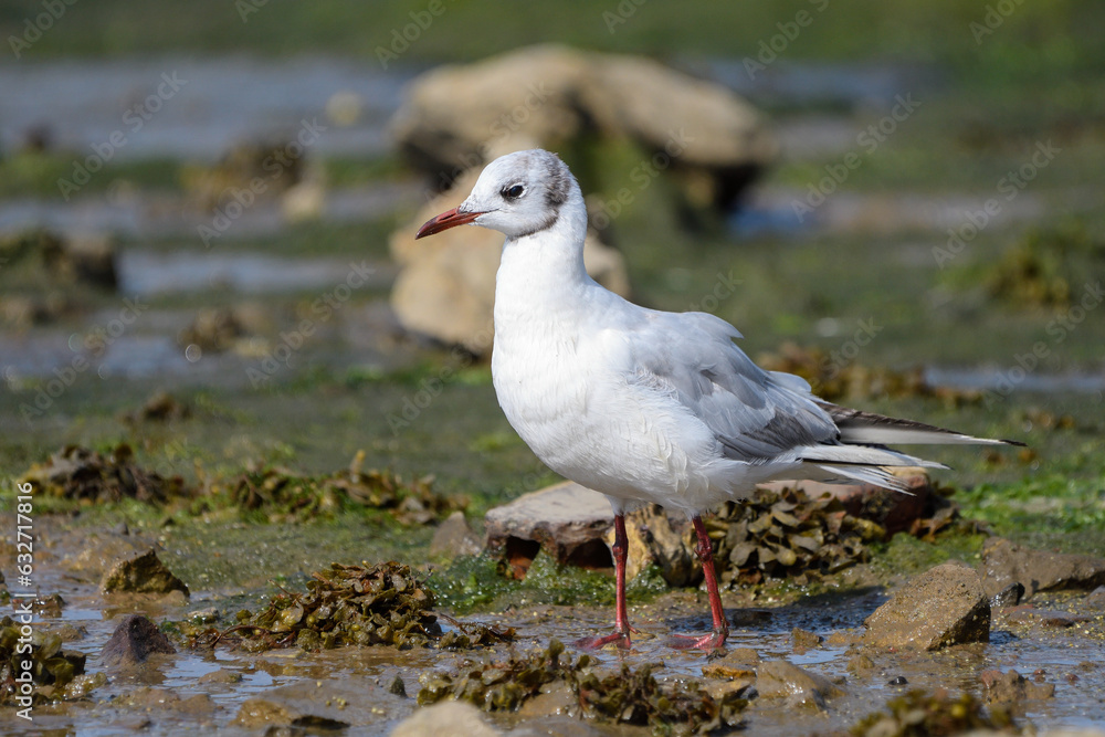 Close-up of a black-headed gull on the marsh Close-up of a black-headed gull on the marsh