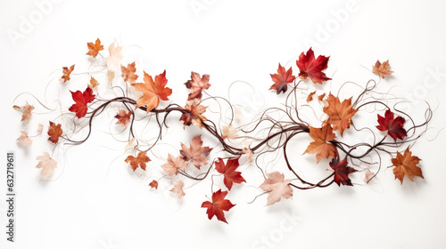 He admires the autumn leaves arranged in a vine formation.