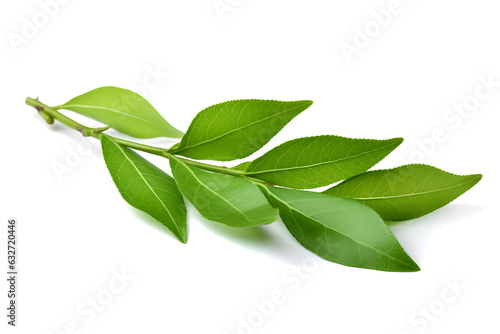 Isolated tea branch with green leaves on white background.