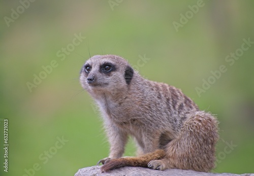 A meerkat (Suricata suricatta) © Khanh