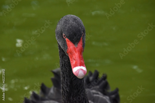Black swan (Cygnus atratus) close-up photo