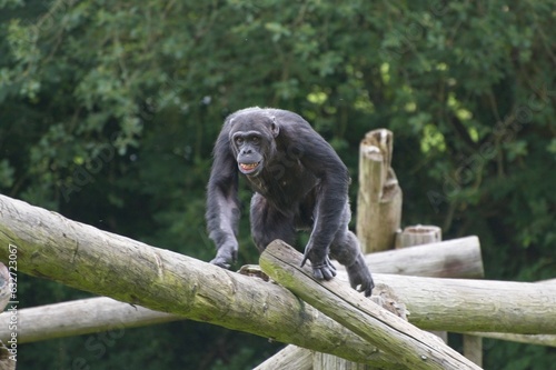 A chimpanzee in a zoo