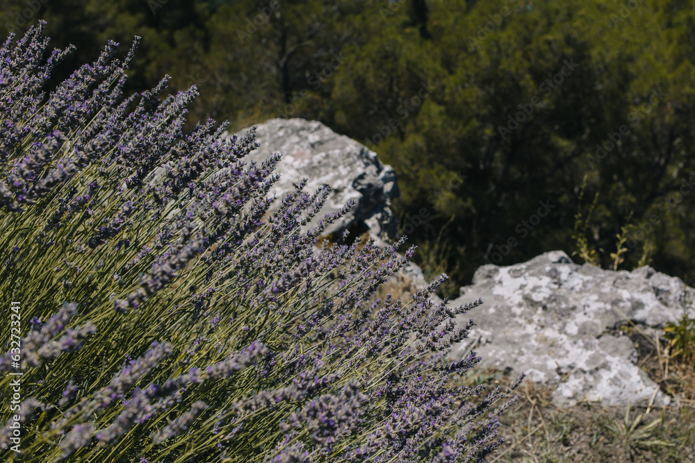 Beautiful lavender bushes on a hillside on a sunny summer day. Beautiful lavender bushes on a hillside on a sunny summer day.
