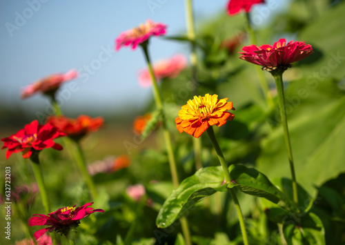 Summer Flower Gardens