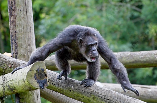 A chimpanzee in a zoo