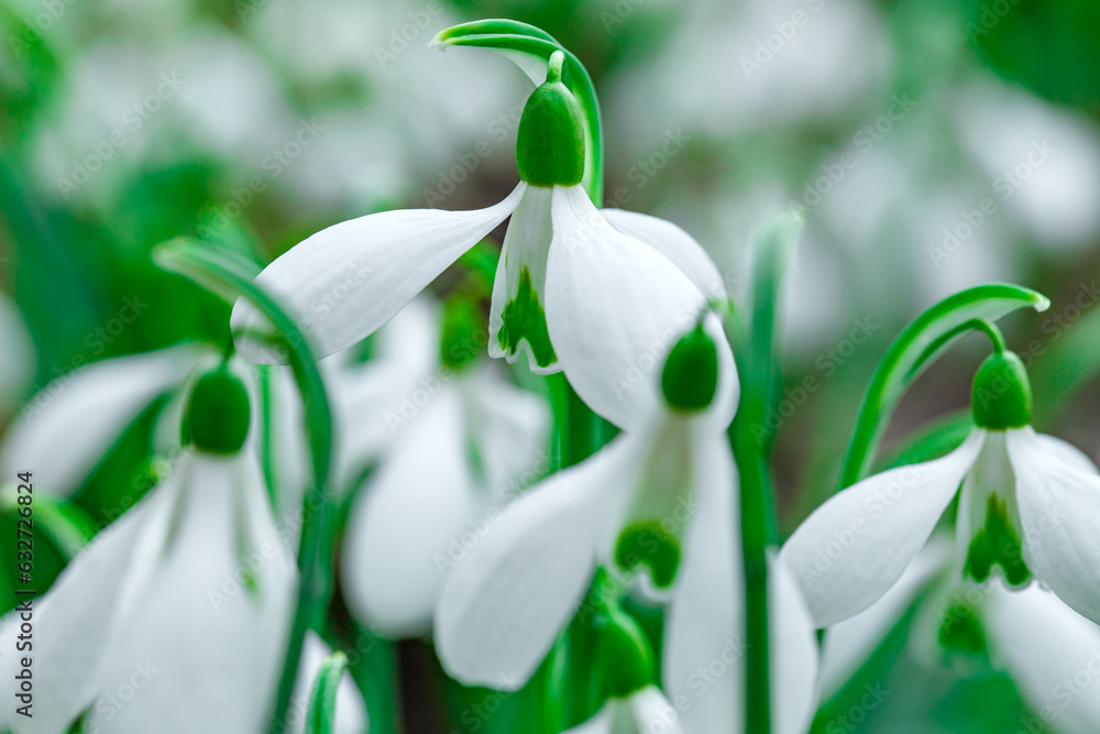 Snowdrops, trefoil buds with white petals close-up, selective focus Snowdrops, trefoil buds with white petals close-up, selective focus