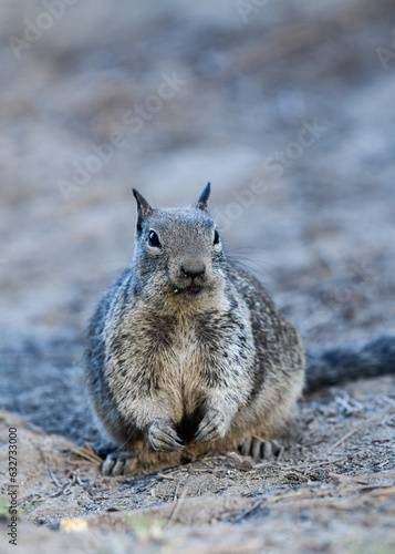 California ground squirrel at Ed Z'berg Sugar Pine Point State Park, California