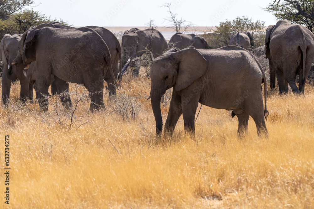 Close-up of a baby elephant, framed by two adult elephants, wading through the tall grasses of Etosha National Park, Namibia Close-up of a baby elephant, framed by two adult elephants, wading through the tall grasses of Etosha National Park, Namibia