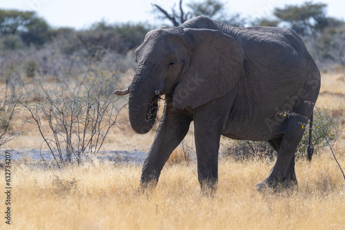Telephoto shot of one giant African Elephant -Loxodonta Africana- grazing on the plains of Etosha National Park, Namibia. © Goldilock Project